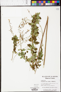 Desmodium ciliare image