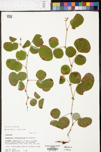 Desmodium rotundifolium image