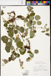 Desmodium rotundifolium image