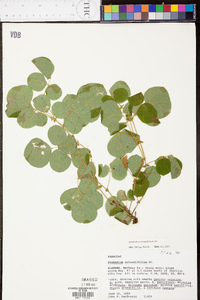 Desmodium rotundifolium image