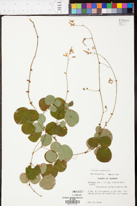 Desmodium rotundifolium image