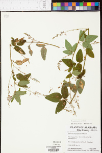 Desmodium perplexum image