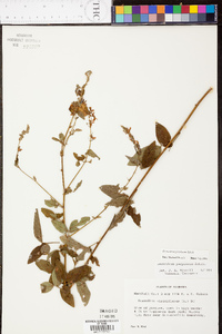 Desmodium perplexum image