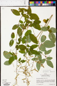 Desmodium perplexum image