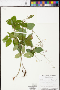 Desmodium perplexum image