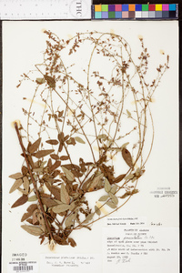 Desmodium glabellum image