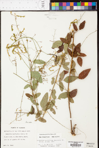 Desmodium glabellum image