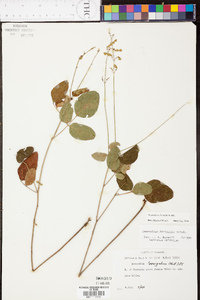 Desmodium fernaldii image