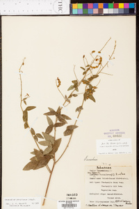 Desmodium perplexum image