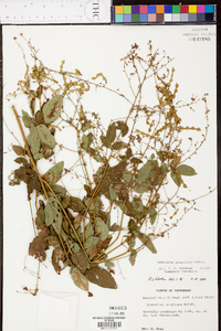 Desmodium perplexum image