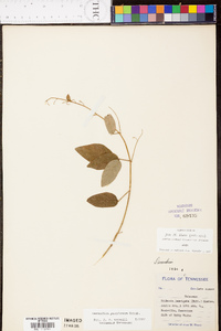 Desmodium perplexum image