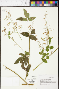 Desmodium perplexum image