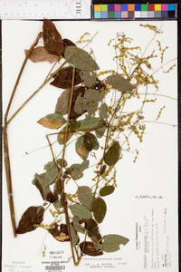 Desmodium perplexum image