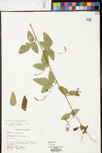 Desmodium perplexum image