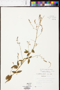 Desmodium perplexum image