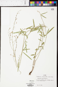 Desmodium tenuifolium image