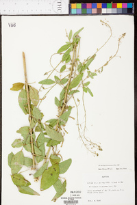 Desmodium tortuosum image