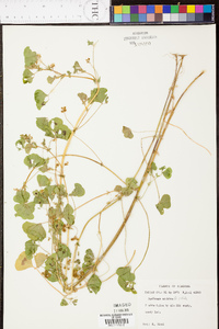 Medicago arabica image