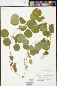 Desmodium rotundifolium image