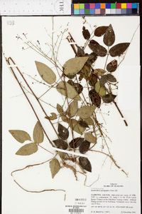 Desmodium laevigatum image