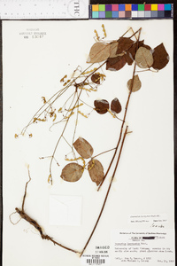 Desmodium laevigatum image