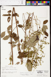 Desmodium laevigatum image