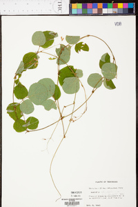 Desmodium rotundifolium image