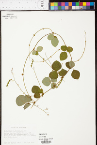 Desmodium rotundifolium image