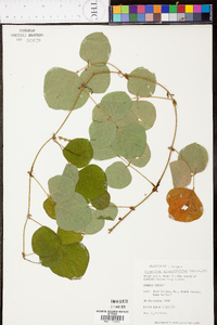 Desmodium rotundifolium image