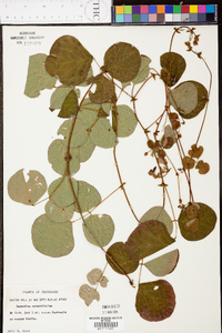 Desmodium rotundifolium image