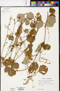 Desmodium rotundifolium image