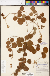 Desmodium rotundifolium image