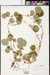 Desmodium rotundifolium image