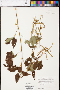 Desmodium cuspidatum image