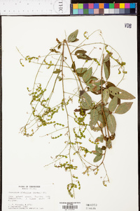 Desmodium glabellum image