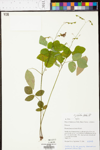 Desmodium glabellum image