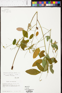 Desmodium glabellum image