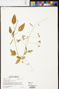 Desmodium glabellum image