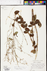 Desmodium glabellum image