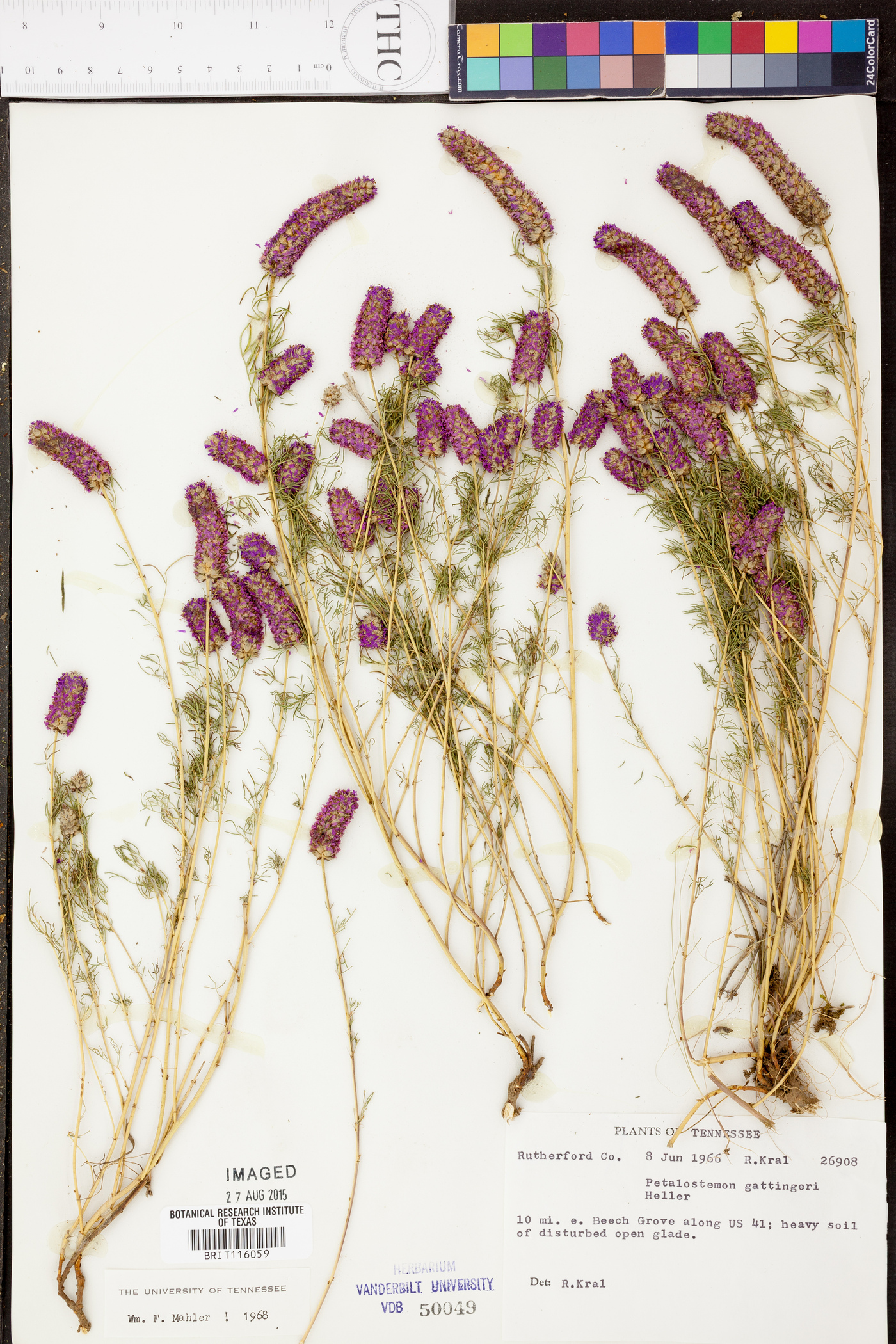 Petalostemon gattingeri image