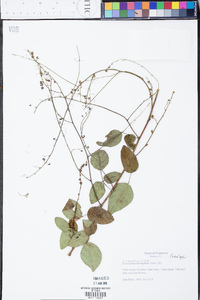 Desmodium laevigatum image