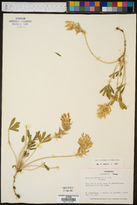 Psoralea subacaulis image