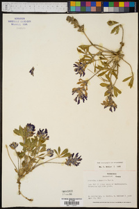 Psoralea subacaulis image