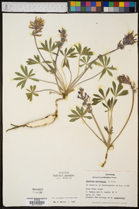 Psoralea subacaulis image