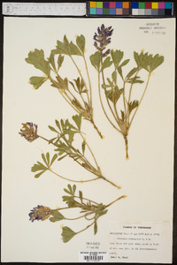 Psoralea subacaulis image