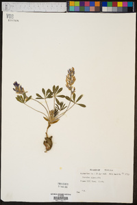 Psoralea subacaulis image