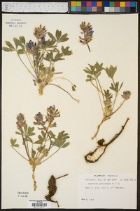 Psoralea subacaulis image