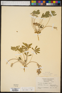 Psoralea subacaulis image