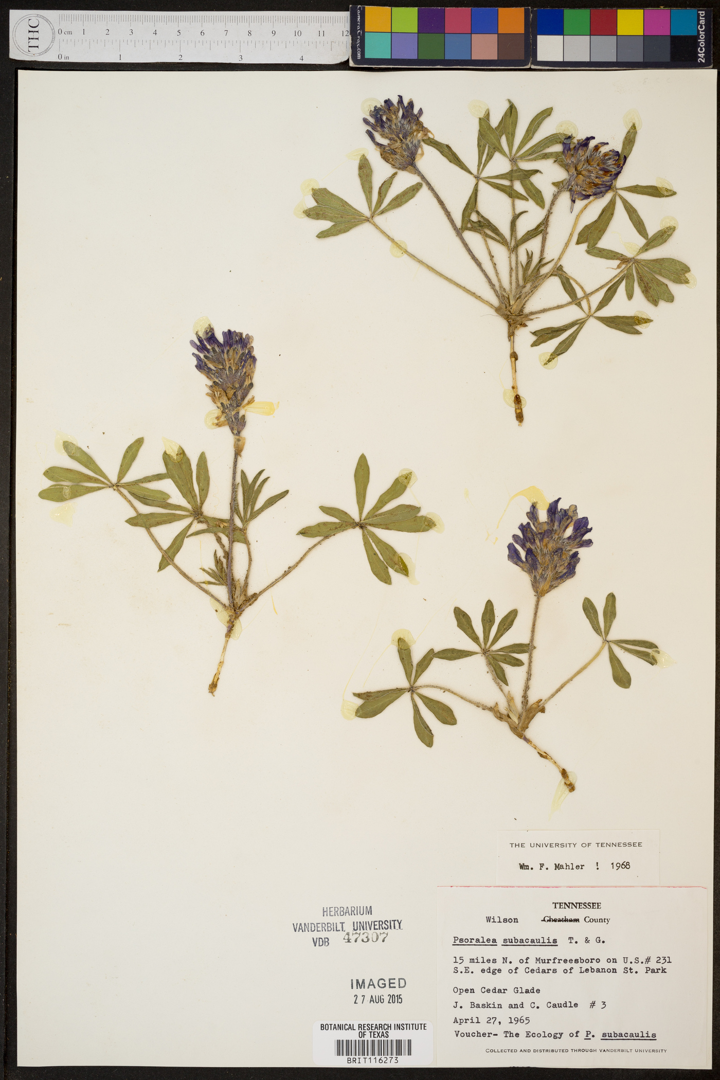 Psoralea subacaulis image