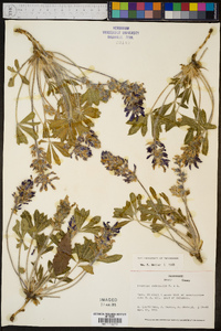 Psoralea subacaulis image